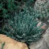 Miniature Century Plant (Agave) -Garden Plant Store 12713 agave toumeyana bella