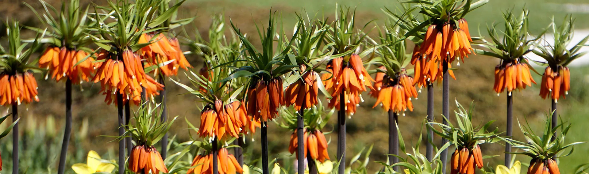 Garden Plant Store -Garden Plant Store 2