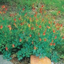 Arizona Columbine -Garden Plant Store 20816 aquilegia desertorum