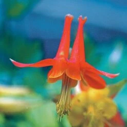 Arizona Columbine -Garden Plant Store 20816a aquilegia desertorum