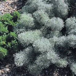 Seafoam Artemisia -Garden Plant Store 22632 artemisia versicolor