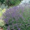 Grosso French Lavender 2 Grosso French Lavender -Garden Plant Store 63152 lav grosso 07