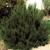 Arp Rosemary -Garden Plant Store 82672 rosemary arp