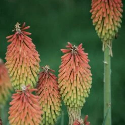 Fire Dance Red Hot Poker -Garden Plant Store 96488 kniphofia hirsuta fire dance