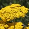Coronation Gold Yarrow -Garden Plant Store achillea coronation gold yarrow 47