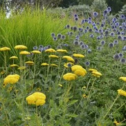 Coronation Gold Yarrow -Garden Plant Store achillea coronation gold yarrow globe thistle garden