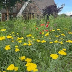 Moonshine Yarrow -Garden Plant Store achillea moonshine yarrow 3