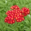 Red Velvet Yarrow -Garden Plant Store achillea red velvet yarrow garden