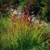 Rain Dance Big Bluestem Grass -Garden Plant Store adropogon gerardii rain dance 1