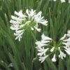 White Lily Of The Nile (Agapanthus) -Garden Plant Store agapanthus cold hardy white close up