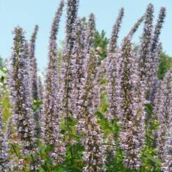 Blue Fortune Agastache -Garden Plant Store agasatche blue fortune blue garden 1