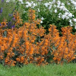 Apricot Sprite Agastache -Garden Plant Store agastache agastache apricot sprite walters gardens cropped