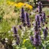 Black Adder Agastache -Garden Plant Store agastache black adder 1