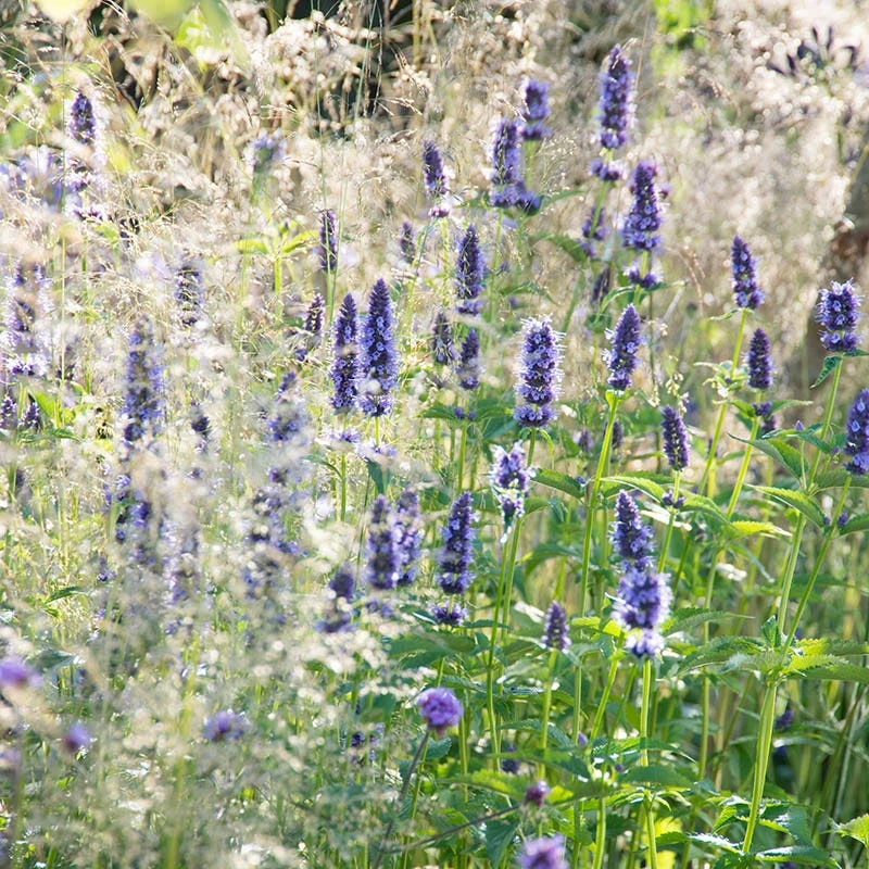 Black Adder Agastache 4 Black Adder Agastache - Image 2