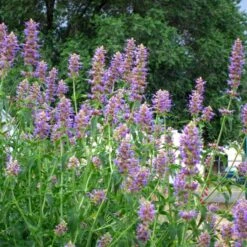 Blue Blazes Agastache -Garden Plant Store agastache blue blazes 1