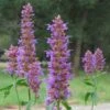 Blue Blazes Agastache -Garden Plant Store agastache blue blazes 2