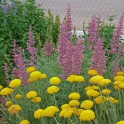 Desert Solstice Agastache -Garden Plant Store agastache desert solstice achillea gold plate