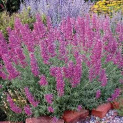 Desert Solstice Agastache -Garden Plant Store agastache desert solstice bush