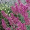 Desert Solstice Agastache 2 Desert Solstice Agastache -Garden Plant Store agastache desert solstice flowers