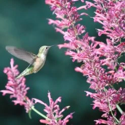 Desert Solstice Agastache -Garden Plant Store agastache desert solstice hummingbird