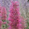 Desert Sunrise® Agastache 1 Desert Sunrise® Agastache -Garden Plant Store agastache dwf desert sunrise close up 2