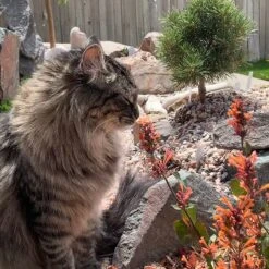 Kudos™ Mandarin Agastache -Garden Plant Store agastache kudos mandarin 2