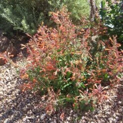 Kudos™ Mandarin Agastache -Garden Plant Store agastache kudos mandarin 3