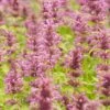 Agastache Neomexicana -Garden Plant Store agastache neomexicana