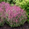 Rosie Posie Agastache -Garden Plant Store agastache rosie posie 1