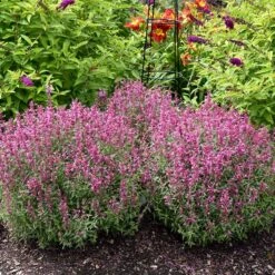 Garden Plant Store -Garden Plant Store agastache rosie posie 2