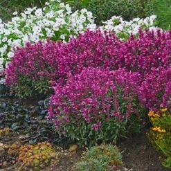 Rosie Posie Agastache -Garden Plant Store agastache rosie posie 4