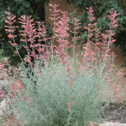 Agastache Rupestris 11 Agastache Rupestris -Garden Plant Store agastache rupestris 11825 3