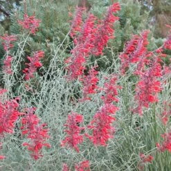 Glowing Embers® Agastache -Garden Plant Store agastache rupestris glowing embers flowers blooming