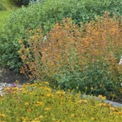 Apricot Sprite Agastache -Garden Plant Store agastache agastache apricot sprite walters gardens 1 cropped 1 1