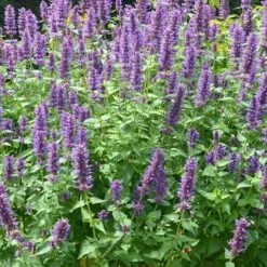 Blue Boa Agastache 6 Blue Boa Agastache -Garden Plant Store agastache blue boa 3 2