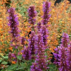 Blue Boa Agastache -Garden Plant Store agastache blue boa 1b 1 with apricot sprite 2