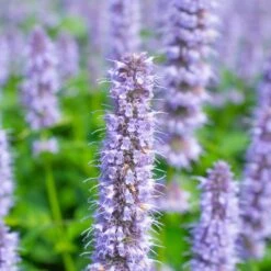 Blue Fortune Agastache -Garden Plant Store agastache blue fortune shutterstock 456670450 1