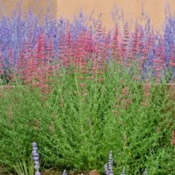 Desert Sunrise® Agastache -Garden Plant Store agastache desert sunrise russian sagecc 2