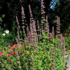Agastache Neomexicana -Garden Plant Store agastache neomexicana in the garden