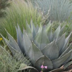 Havard's Century Plant (Agave) -Garden Plant Store agave havardiana hbl1v51 2