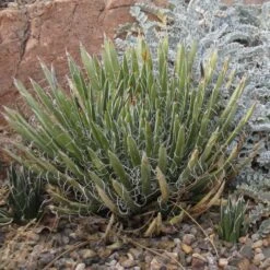 Miniature Century Plant (Agave) 5 Miniature Century Plant (Agave) -Garden Plant Store agave toumeyana bella astragalus utahensis