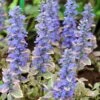 Silver Queen Ajuga -Garden Plant Store ajuga silver queen 1