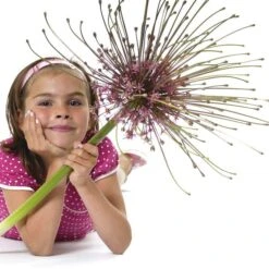 Schubert's Allium -Garden Plant Store allium schubertii kid cropped