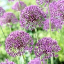 Garden Plant Store -Garden Plant Store allium violet beaut 2 cropped