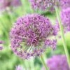 Violet Beauty Allium -Garden Plant Store allium violet beaut 3 cropped
