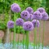 Gladiator Allium -Garden Plant Store alliumgladiator2 1