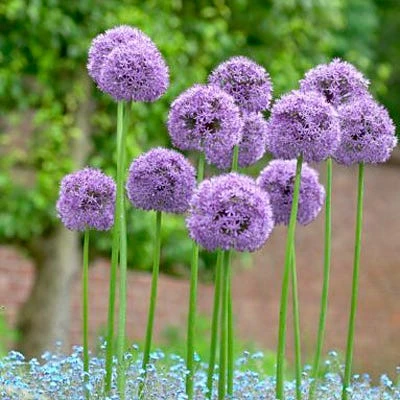 Gladiator Allium 3 Gladiator Allium