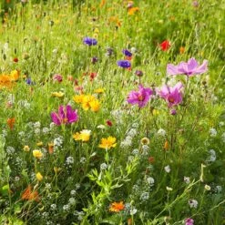 Dry Area Wildflower Seed Mix