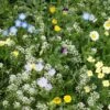Alternative Lawn Wildflower Seed Mix -Garden Plant Store alternative lawn wildflower seed mix 6 1