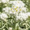 New Snow Pearly Everlasting (Anaphalis) -Garden Plant Store anaphalis margaritacea new snow close up
